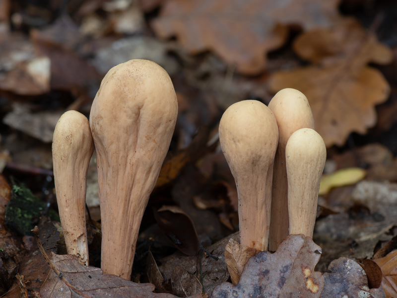 Clavariadelphus flavoimmaturus
